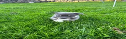 Border Collie dogs for sale: Blue merle border collie puppies  - Advert 16