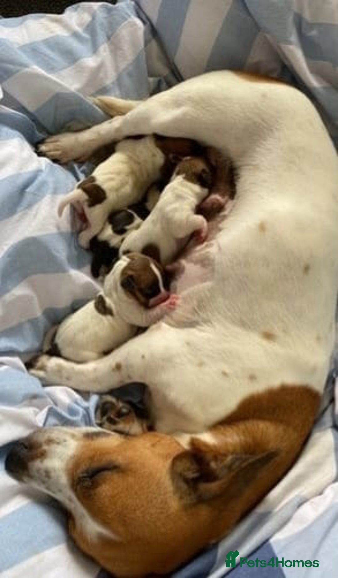 Jack Russell dogs for sale: PROPER JACK RUSSELL PUPPIES  - Advert 6