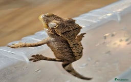 Gecko reptiles for sale: Young crested gecko - Advert 3