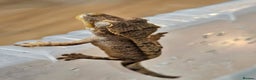 Gecko reptiles for sale: Young crested gecko - Advert 3