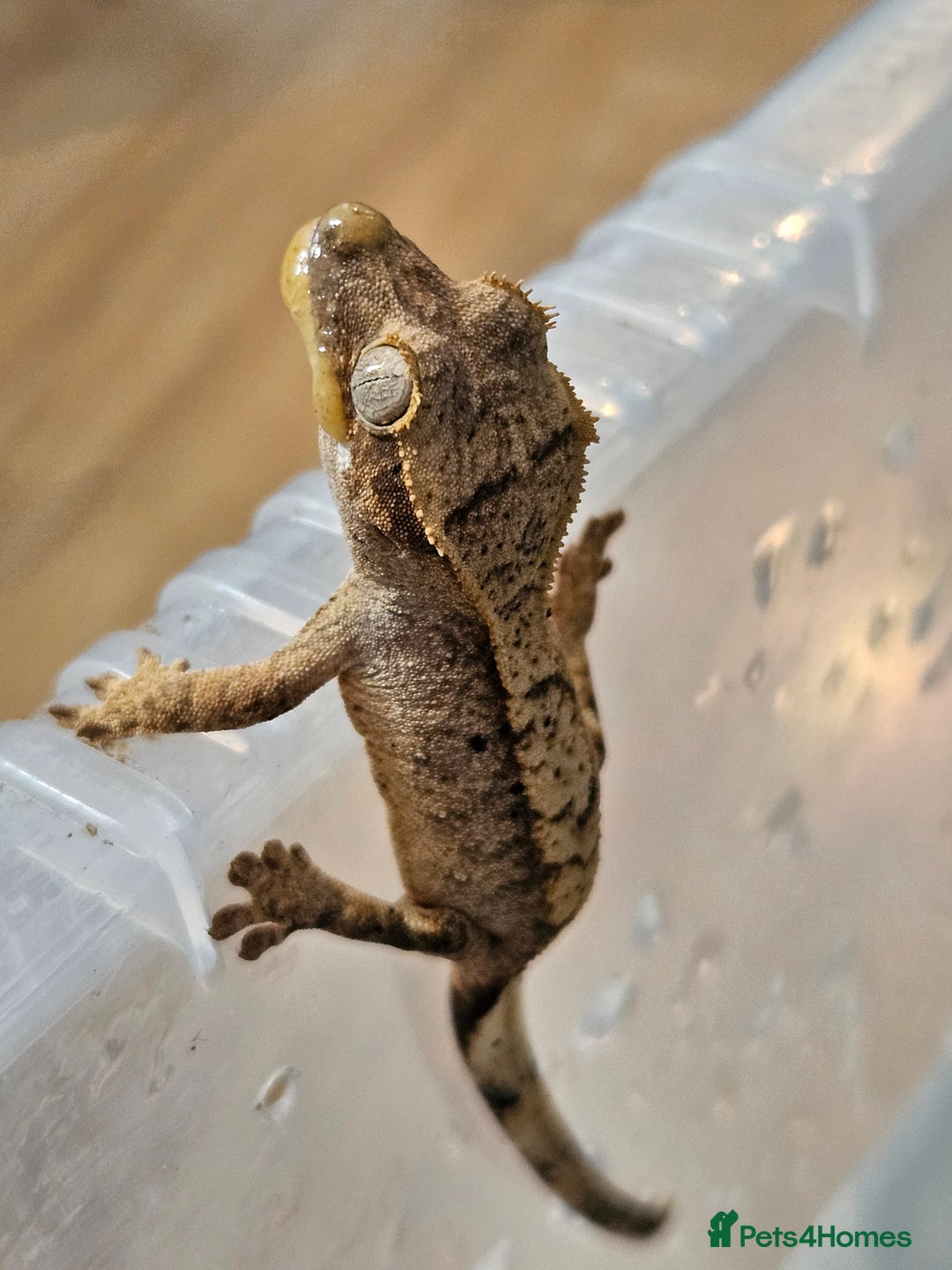 Gecko reptiles for sale: Young crested gecko - Advert 3