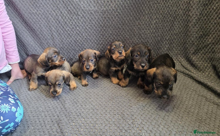 Dachshund dogs - Advert 2