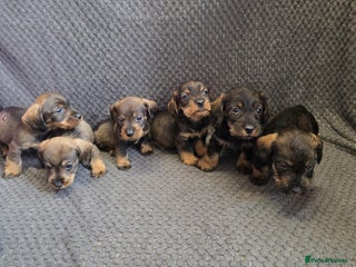 Dachshund dogs - Advert 15