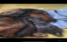 Miniature Dachshund dogs for sale: Mini long hair dapple dachshunds - Image 9