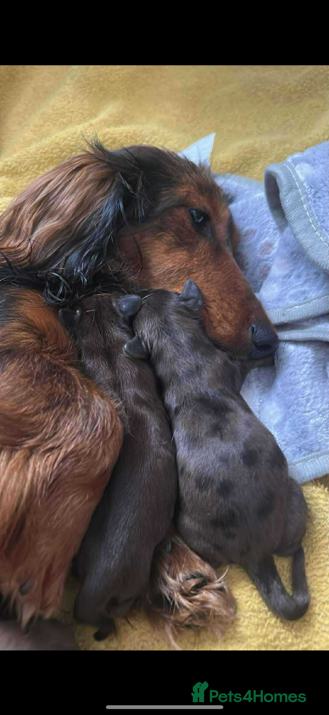 Miniature Dachshund dogs for sale: Mini long hair dapple dachshunds - Image 9