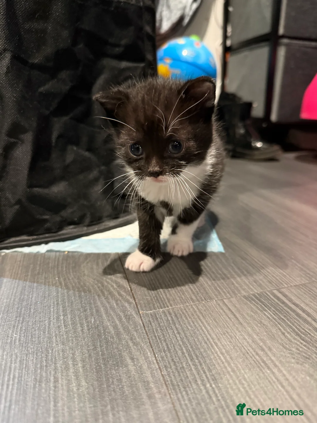 Mixed Breed cats for sale: Tortishell /cailco kittens  - Advert 2