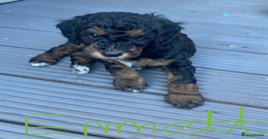 Cockapoo dogs - Advert 7