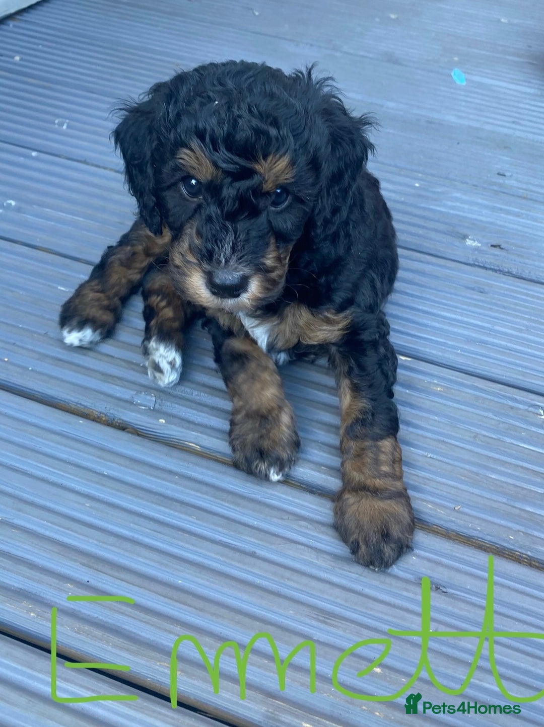 Cockapoo dogs for sale: Cockapoo x Toy Poodle puppies Phantom coloured - Image 3
