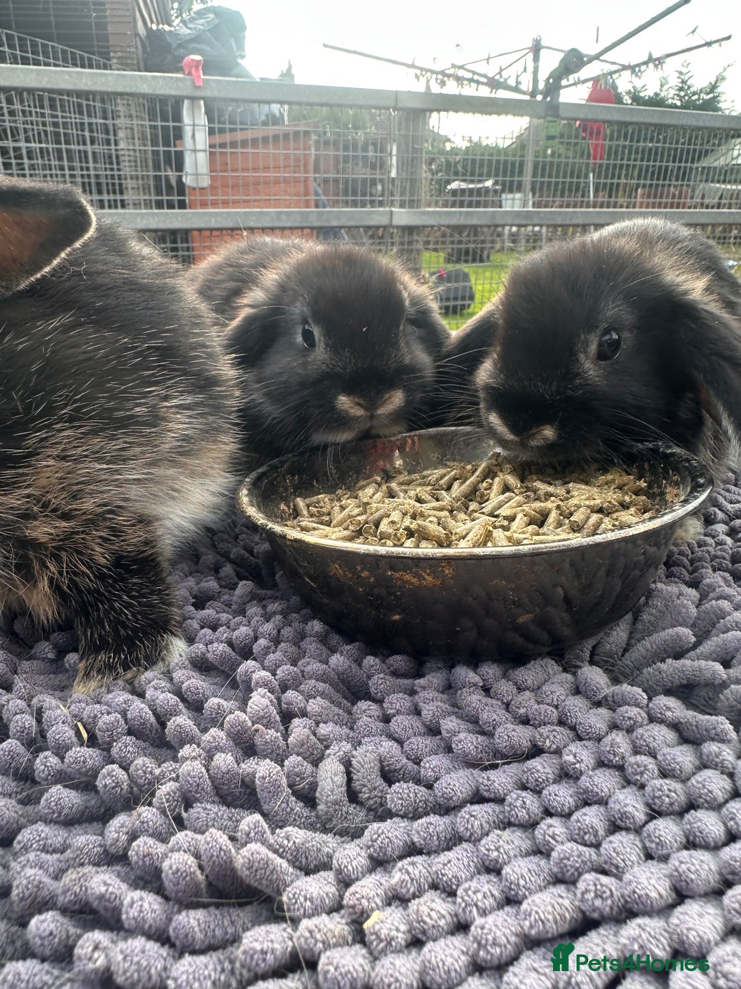 Mini Lop rabbits for sale: Female mini lops  - Image 14
