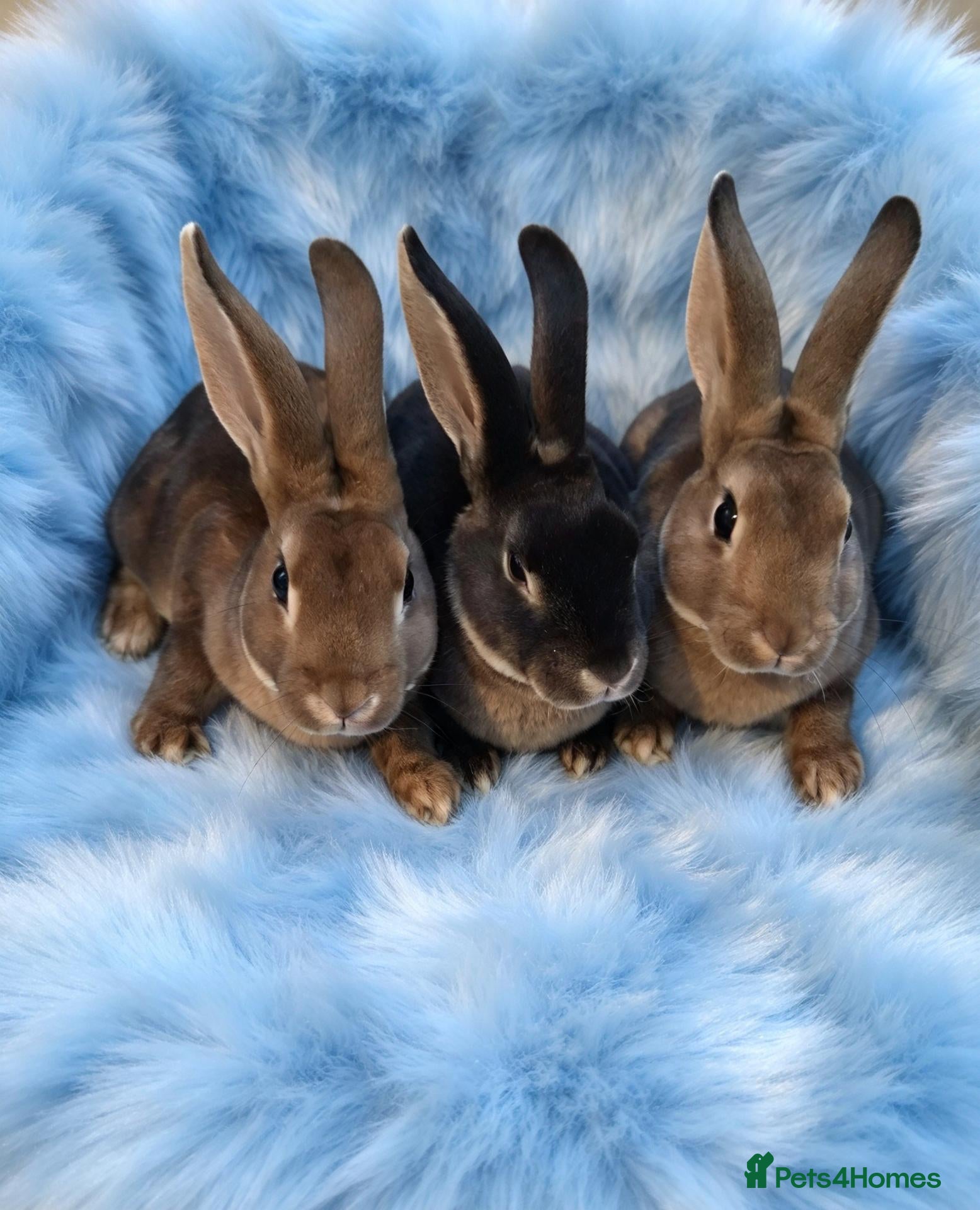 Rex rabbits Baby mini rex - Advert 4