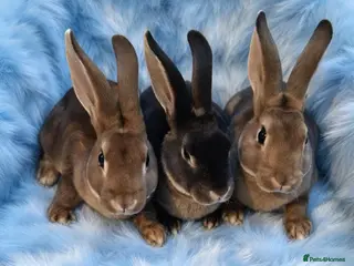 Rex rabbits Baby mini rex - Advert 1