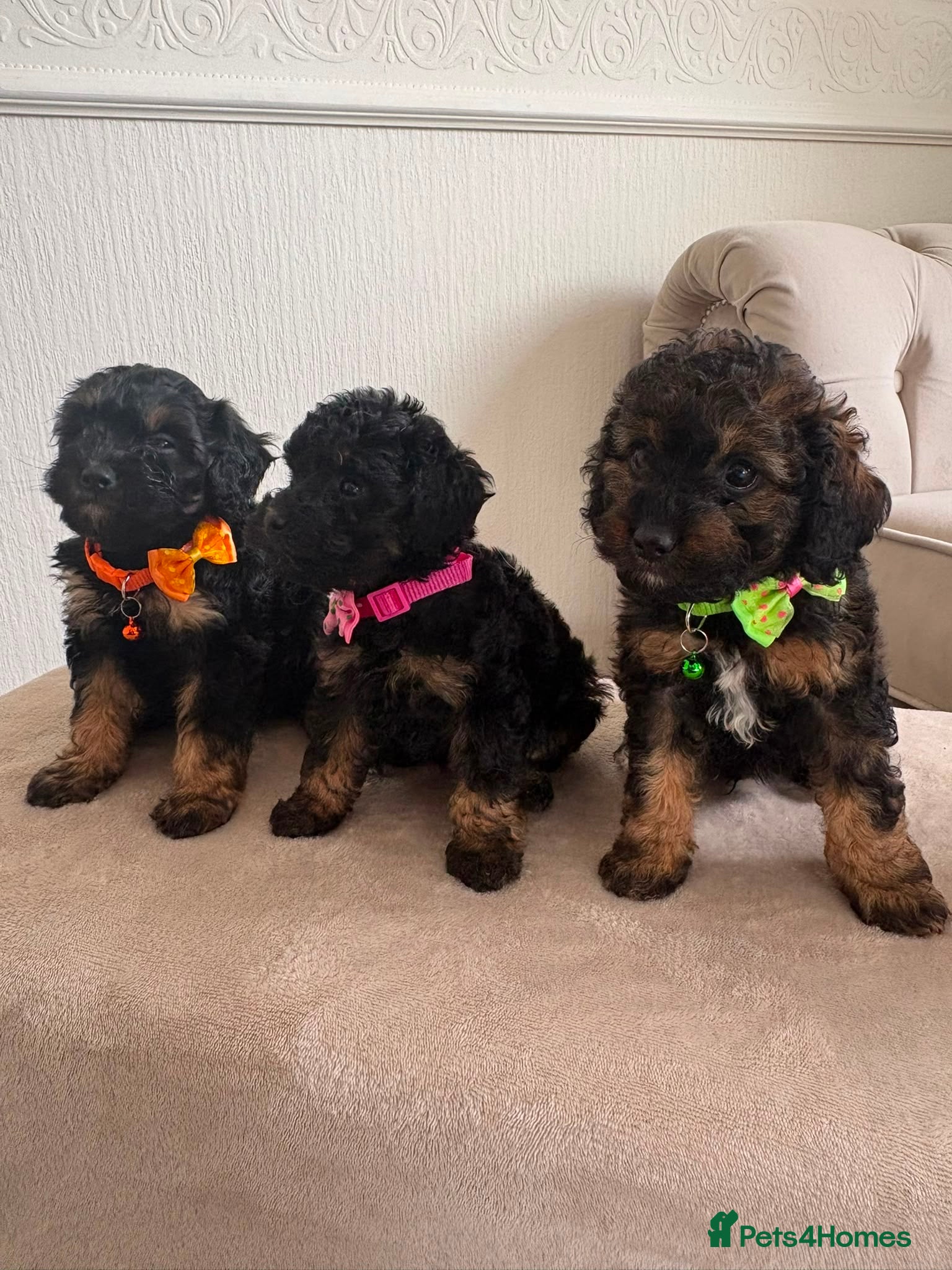 Cavapoo dogs F1 Cavapoo Puppies  - Advert 2