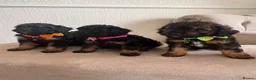 Cavapoo dogs for sale: F1 Cavapoo Puppies  - Advert 2