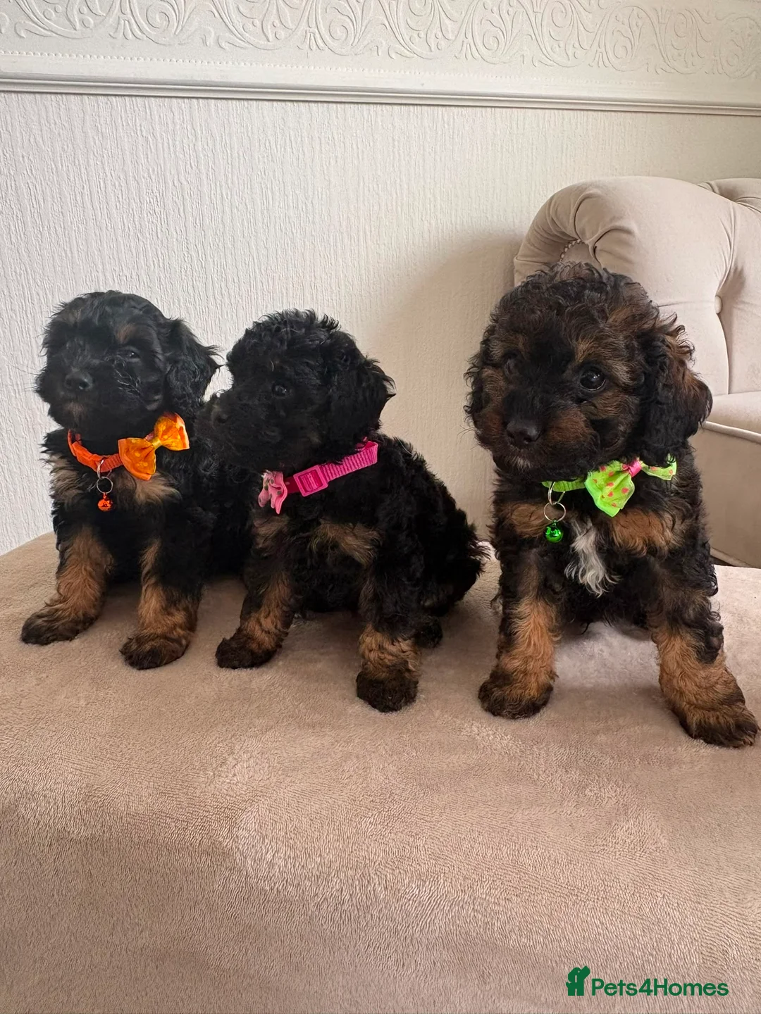 Cavapoo dogs for sale: F1 Cavapoo Puppies  - Advert 2