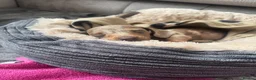 Miniature Dachshund dogs for sale: Miniature Dachshund  - Advert 3