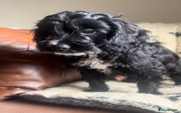 Cockapoo dogs for sale: 1st vac! Extensively health tested F1 cockerpoos   in Goole - Image 23