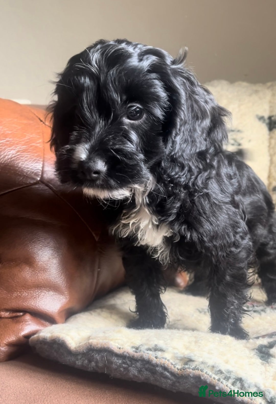 Cockapoo dogs for sale: 1st vac! Extensively health tested F1 cockerpoos   in Goole - Image 23