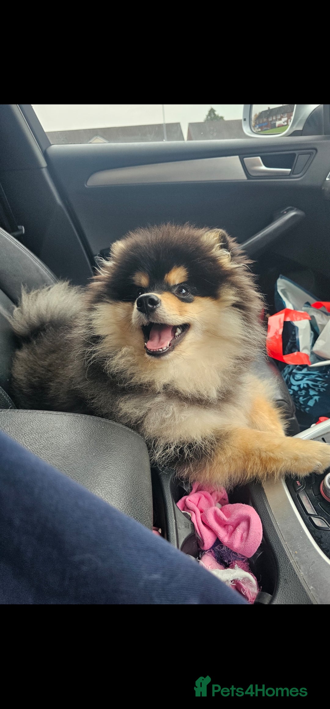 Pomsky dogs for sale: Pomsky puppies very small toy size F3  - Image 13