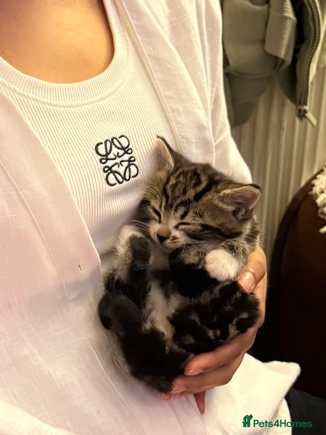 Domestic Shorthair cats for sale: 4 kittens available x - Advert 2