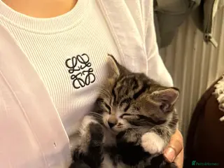 Domestic Shorthair cats 4 kittens available x - Advert 1