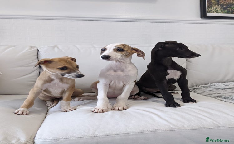 Whippet dogs - Advert 1