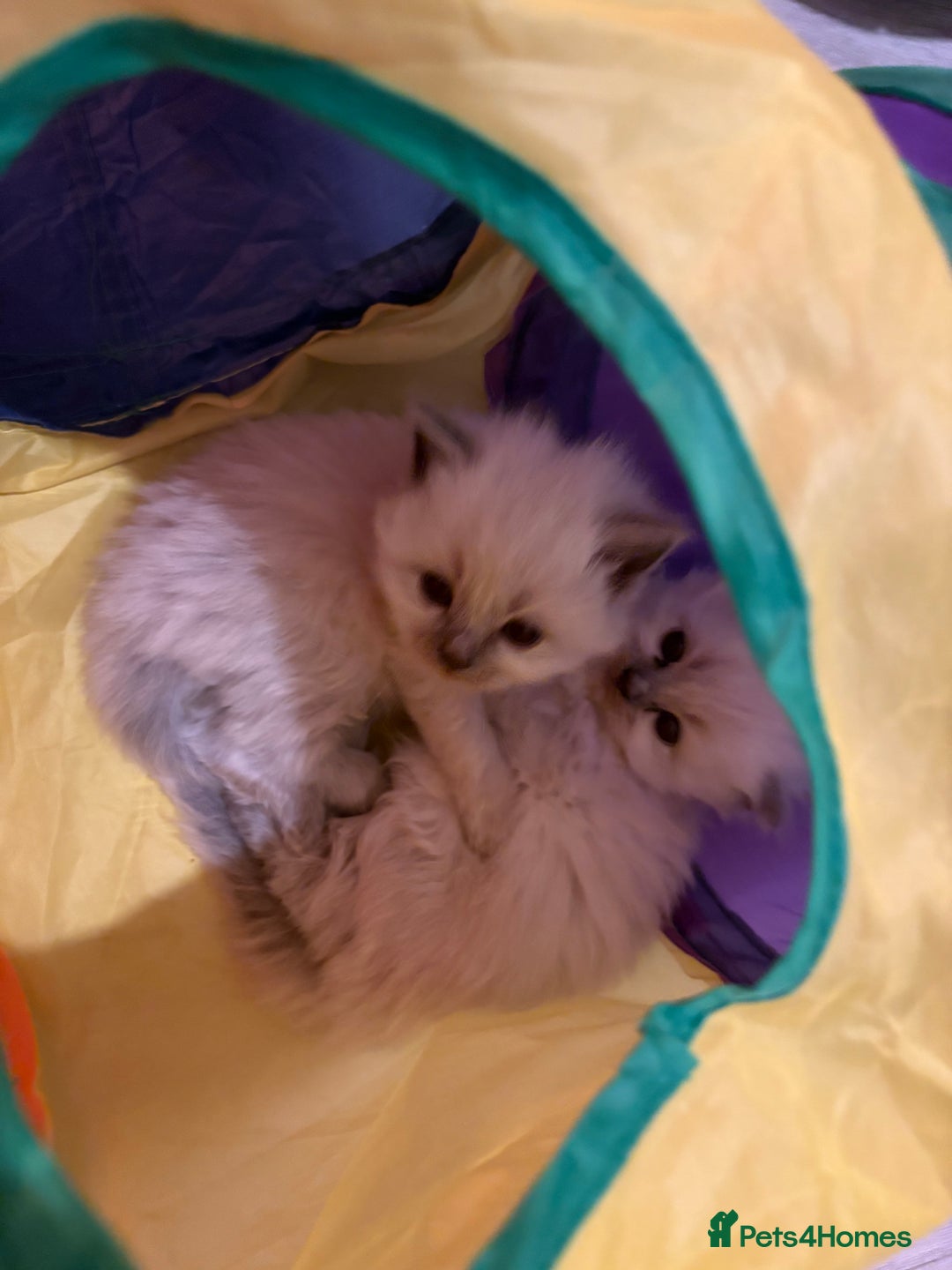 Ragdoll cats for sale: Ragdoll kittens for sale  - Advert 11