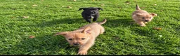 Mixed Breed dogs for sale: Border terrier x Staffordshire puppies for sale  in Glasgow - Advert 2