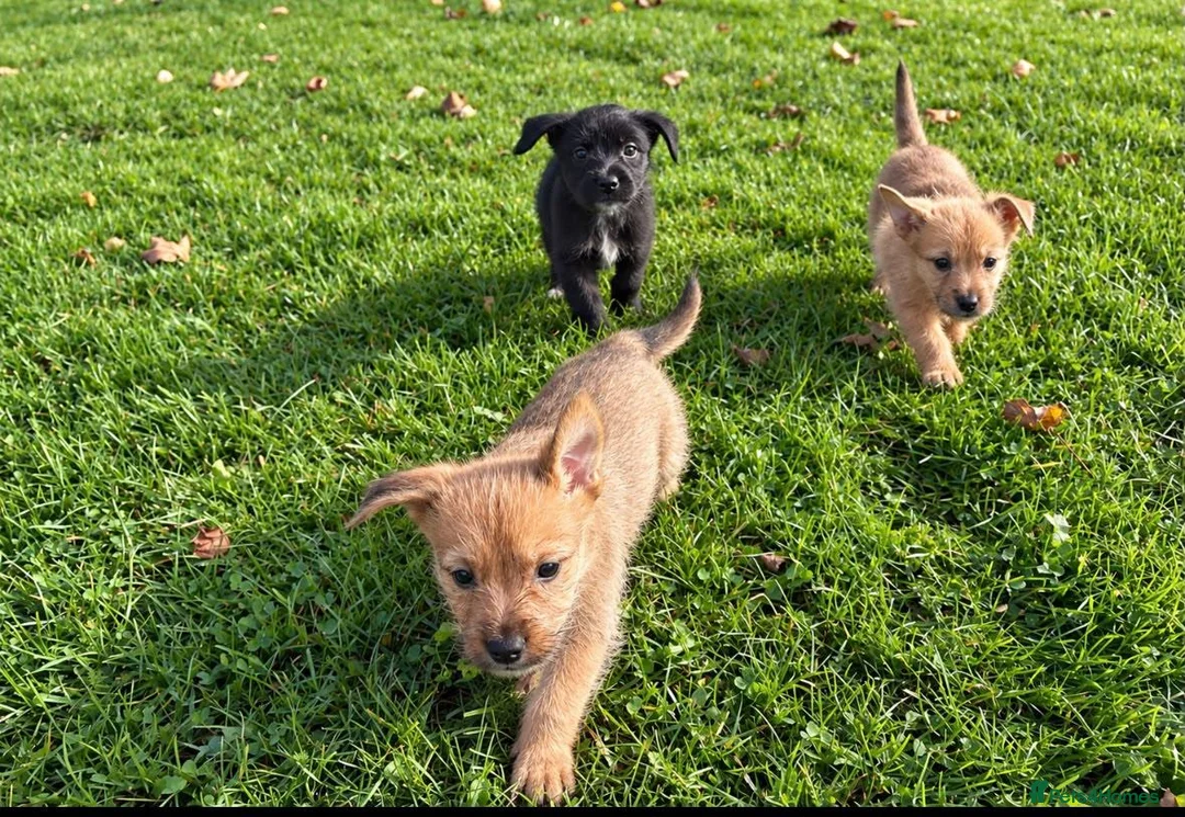 Mixed Breed dogs for sale: Border terrier x Staffordshire puppies for sale  in Glasgow - Advert 2