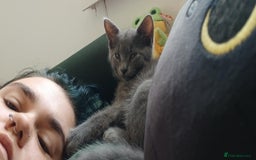 Mixed Breed cats for sale: 6 month old male kitten  - Advert 3