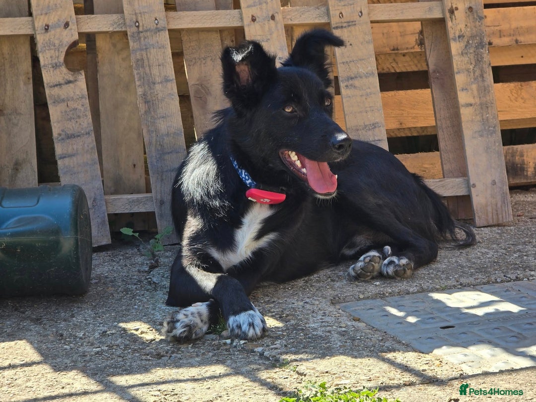 Mixed Breed dogs for adoption: Zorro for adoption - Image 18