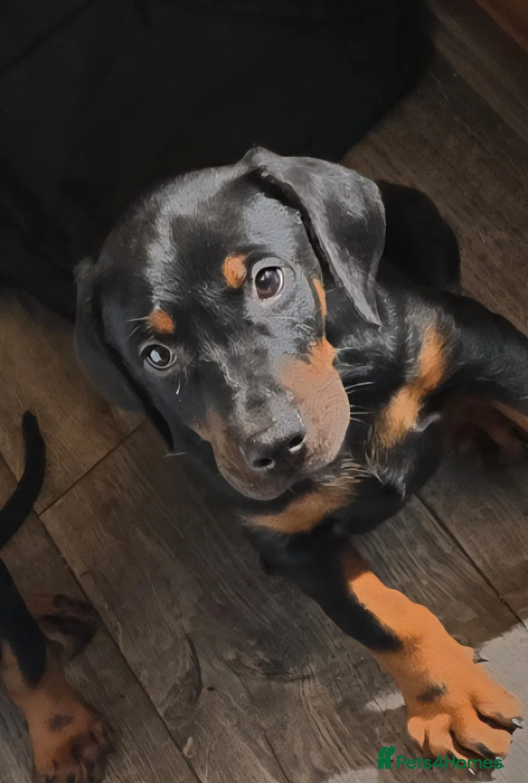 Dobermann dogs for sale: Traditional bred doberman pups for sale - Advert 2