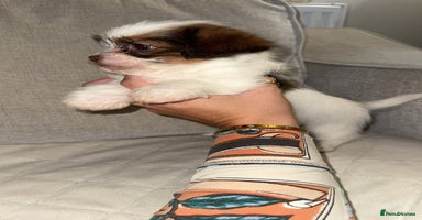 Shih Tzu dogs  Shih Tzu puppies 2 boys left! - Advert 1