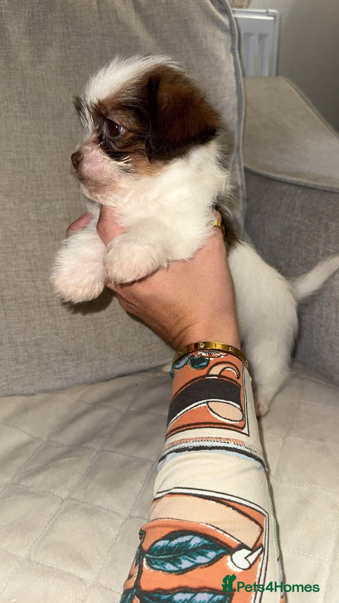 Shih Tzu dogs for sale:  Shih Tzu puppies 1 boy left! - Advert 1