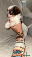 Shih Tzu dogs Shih Tzu puppies 2 boys left! - Advert 1