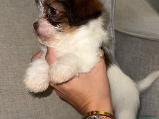 Shih Tzu dogs Shih Tzu puppies 1 boy left! - Advert 5