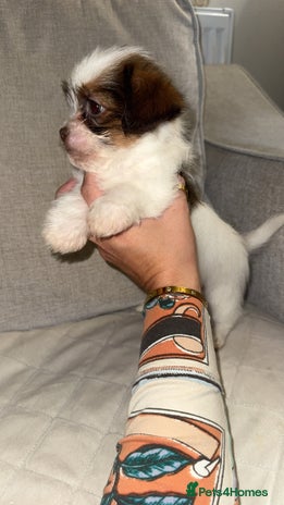 Shih Tzu dogs Shih Tzu puppies 1 boy left! - Advert 4