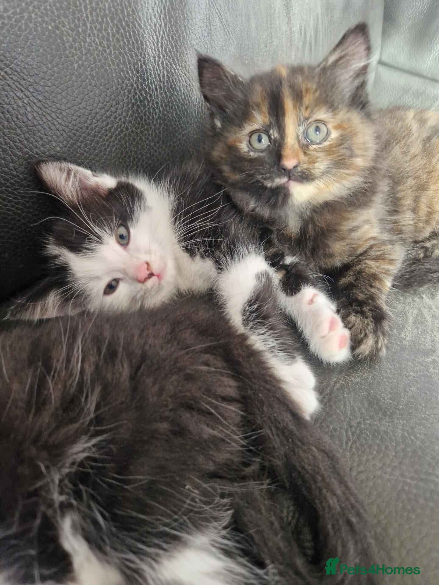 Mixed Breed cats 5 beautiful kittens - Advert 1