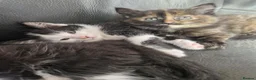 Mixed Breed cats for sale: 5 beautiful kittens - Advert 1