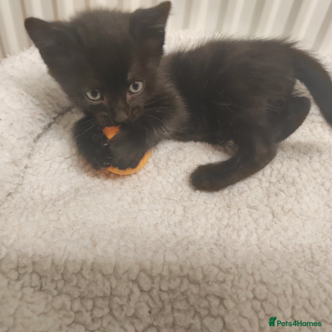 Mixed Breed cats for sale: Lovely kittens ready to reserve. - Image 7