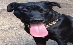 Mixed Breed dogs for adoption: SHEAMUS - a handsome boy for an experienced Owner - Image 12