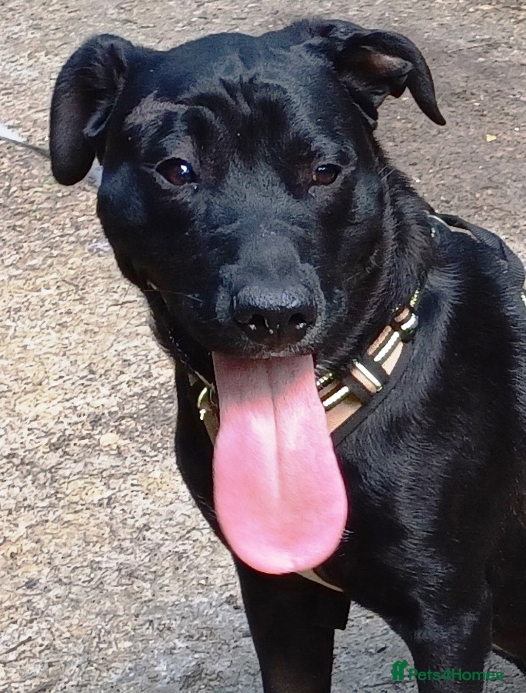Mixed Breed dogs for adoption: SHEAMUS - a handsome boy for an experienced Owner - Image 12