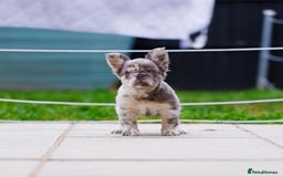 French Bulldog dogs for sale: Top girls ready to leave  - Image 13