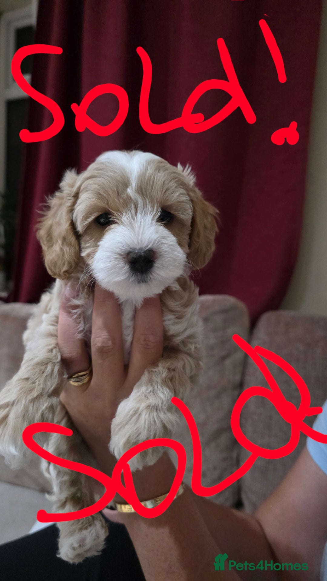 Maltipoo dogs for sale: Maltipoo/toy poodle  - Image 10