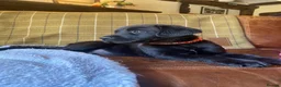 Labrador Retriever dogs for sale: Beautiful Chunky Labrador Puppies  - Advert 17