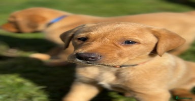 Labrador Retriever dogs - Advert 4