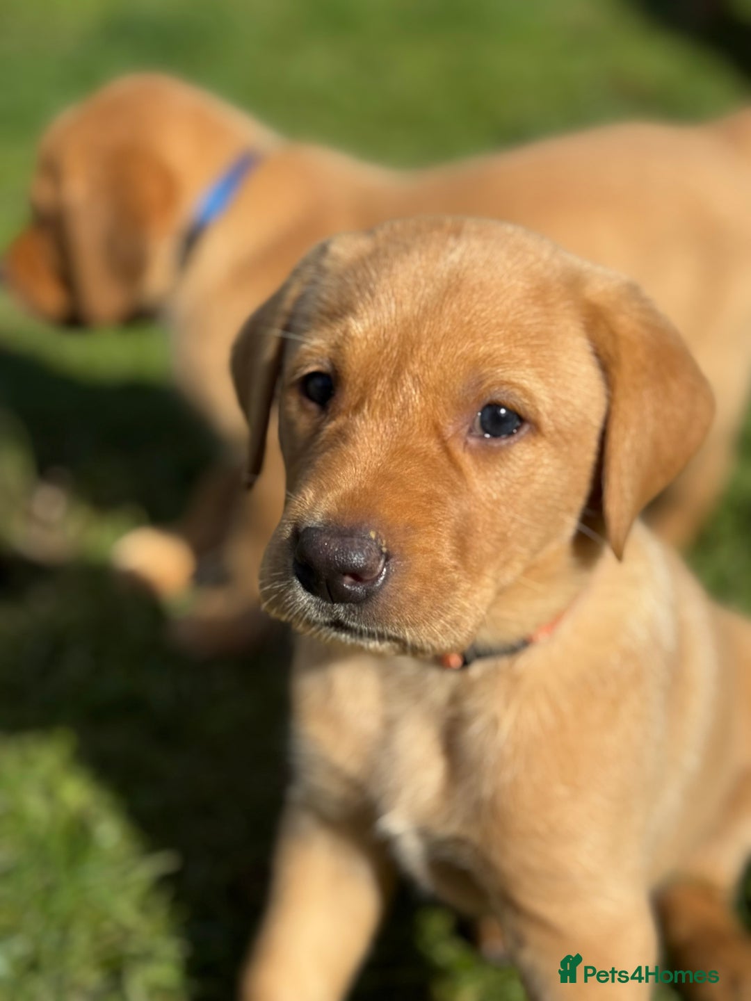 Labrador Retriever dogs for sale: Fox Red Boy  - Image 3
