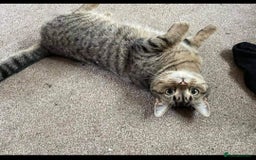 Mixed Breed cats for sale: Beautiful loving kittens  - Image 8