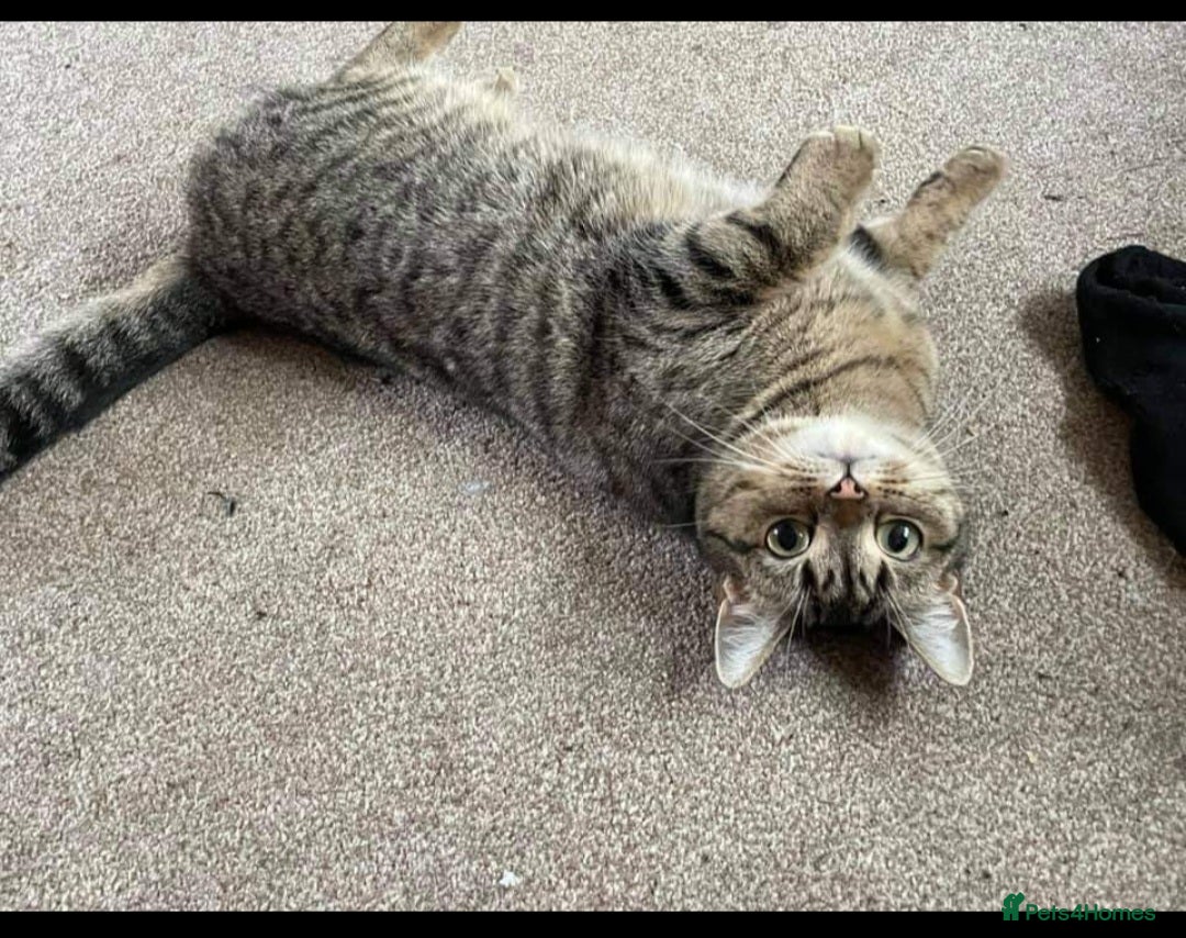 Mixed Breed cats for sale: Beautiful loving kittens  - Image 8