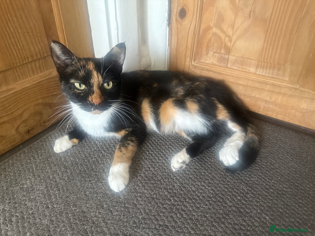 European cats for sale: Kittens  - Image 8