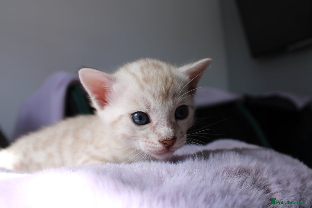 Bengal cats for sale: 😻OUTSTANDING SHOW BENGALS. SHOW WINNING PARENTS🏆 - Image 32
